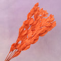 Ruscus Big Leaf Electric Orange
