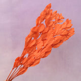 Ruscus Big Leaf Electric Orange