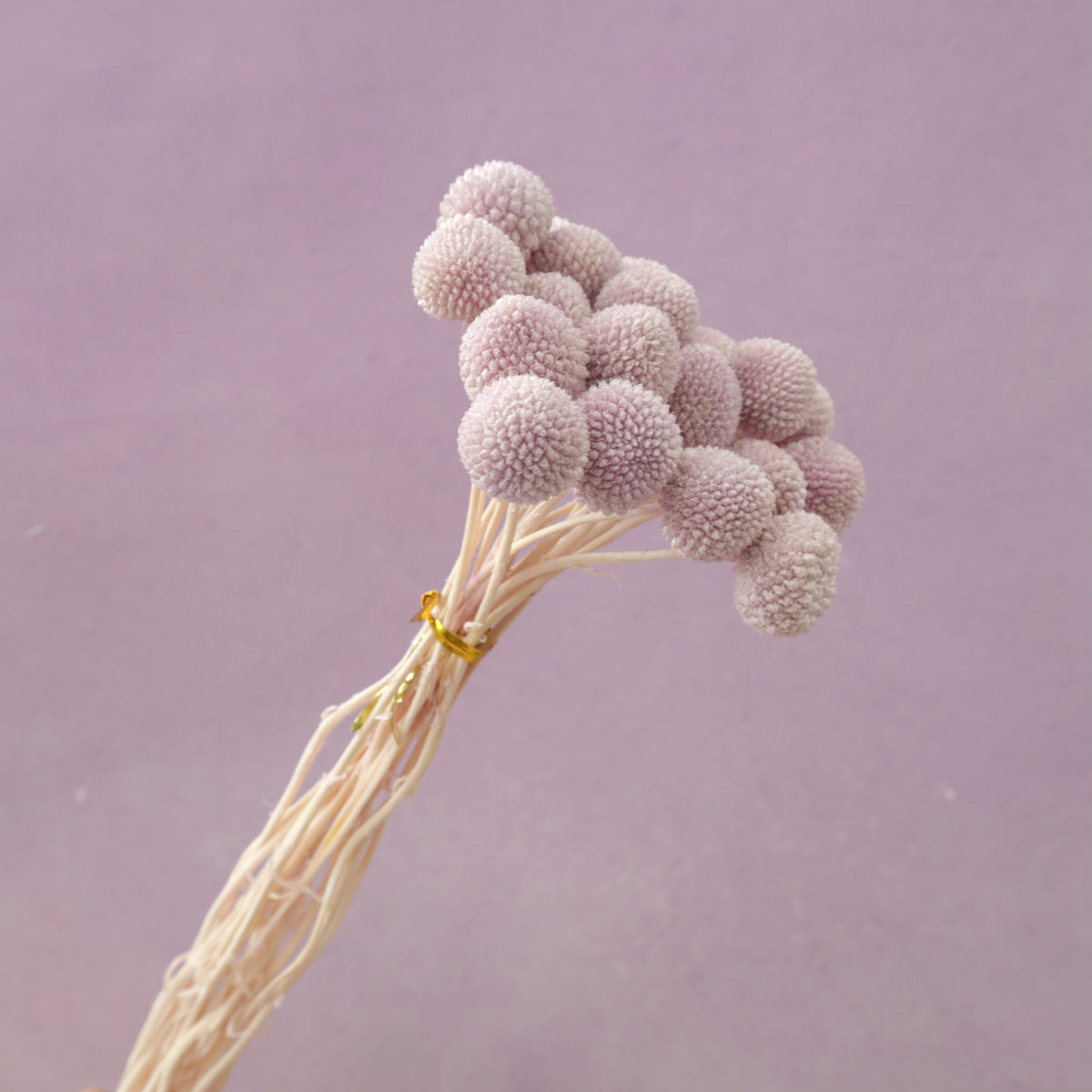 Billy Button Pastel Purple