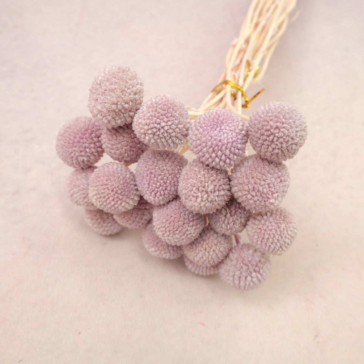 Billy Button Pastel Purple