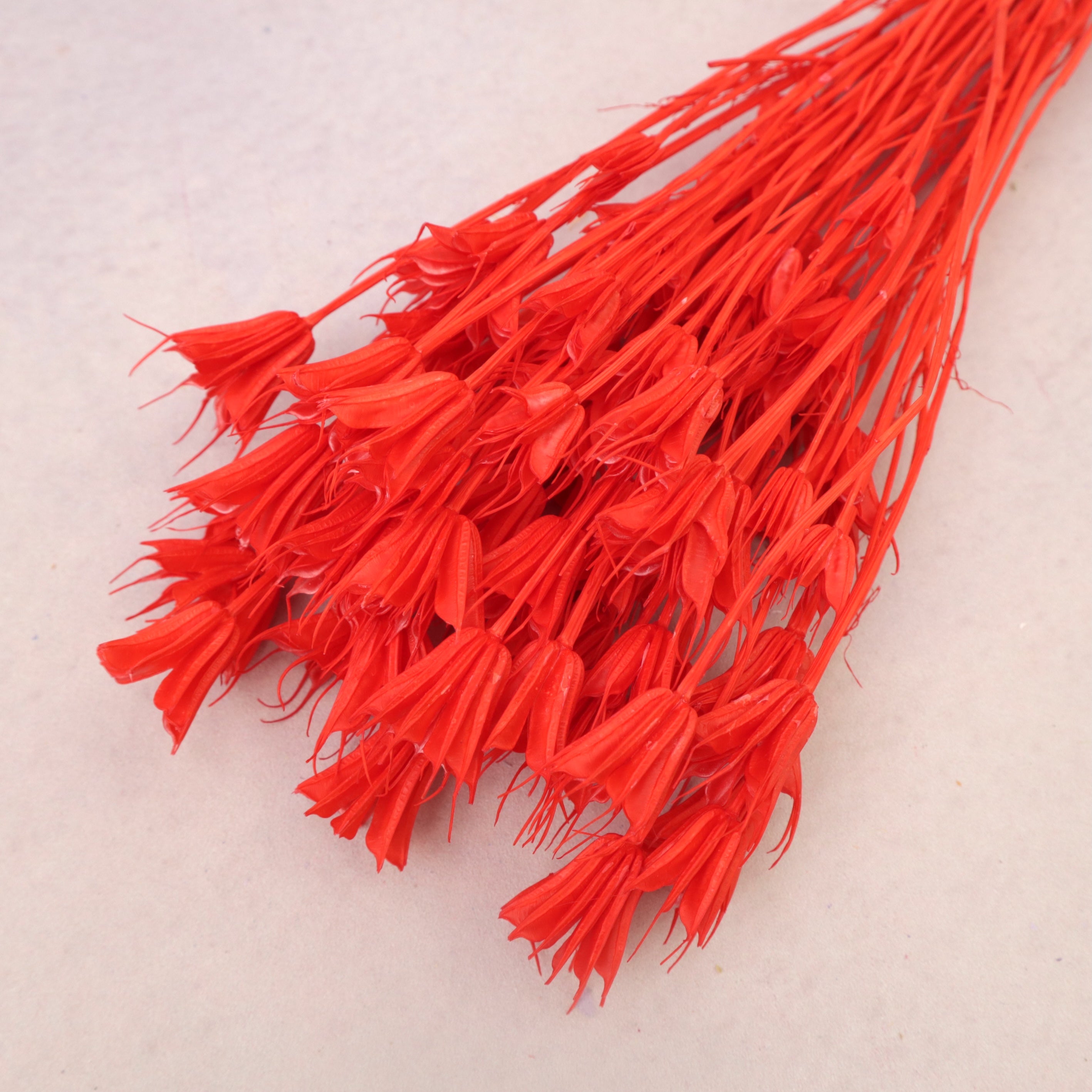 Nigella Red