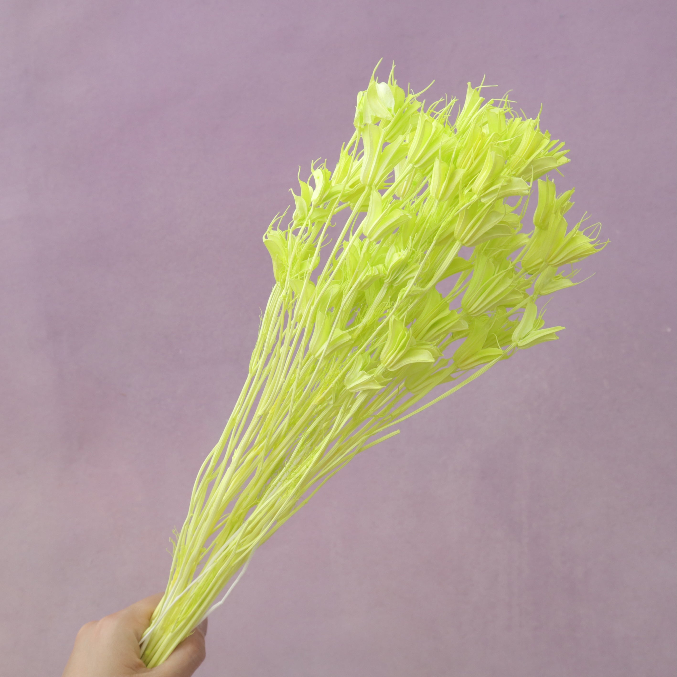 Nigella Lime