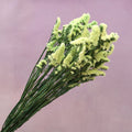 Statice Lime Yellow