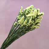 Statice Lime Yellow
