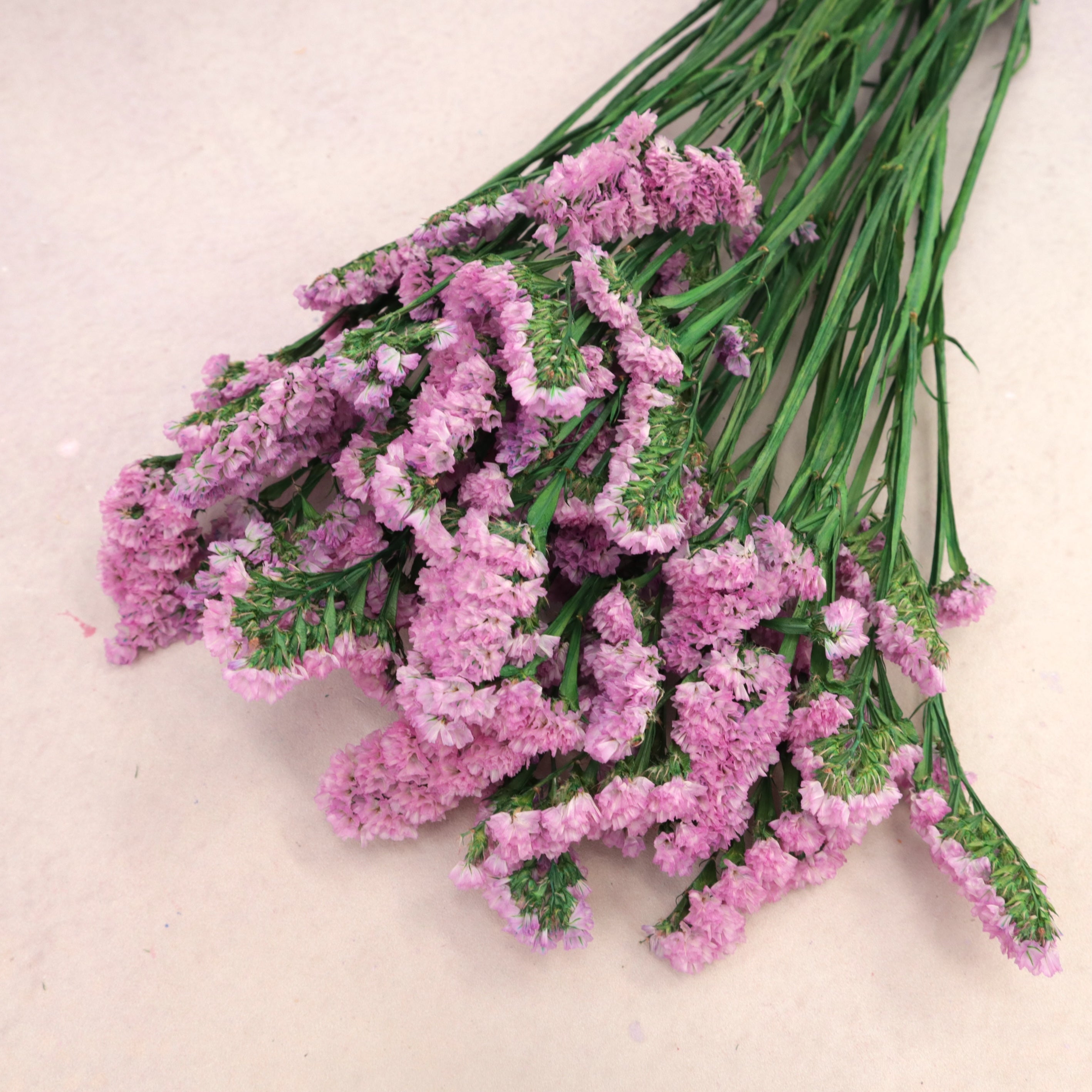 Statice Pink