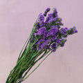 Statice Deep Purple