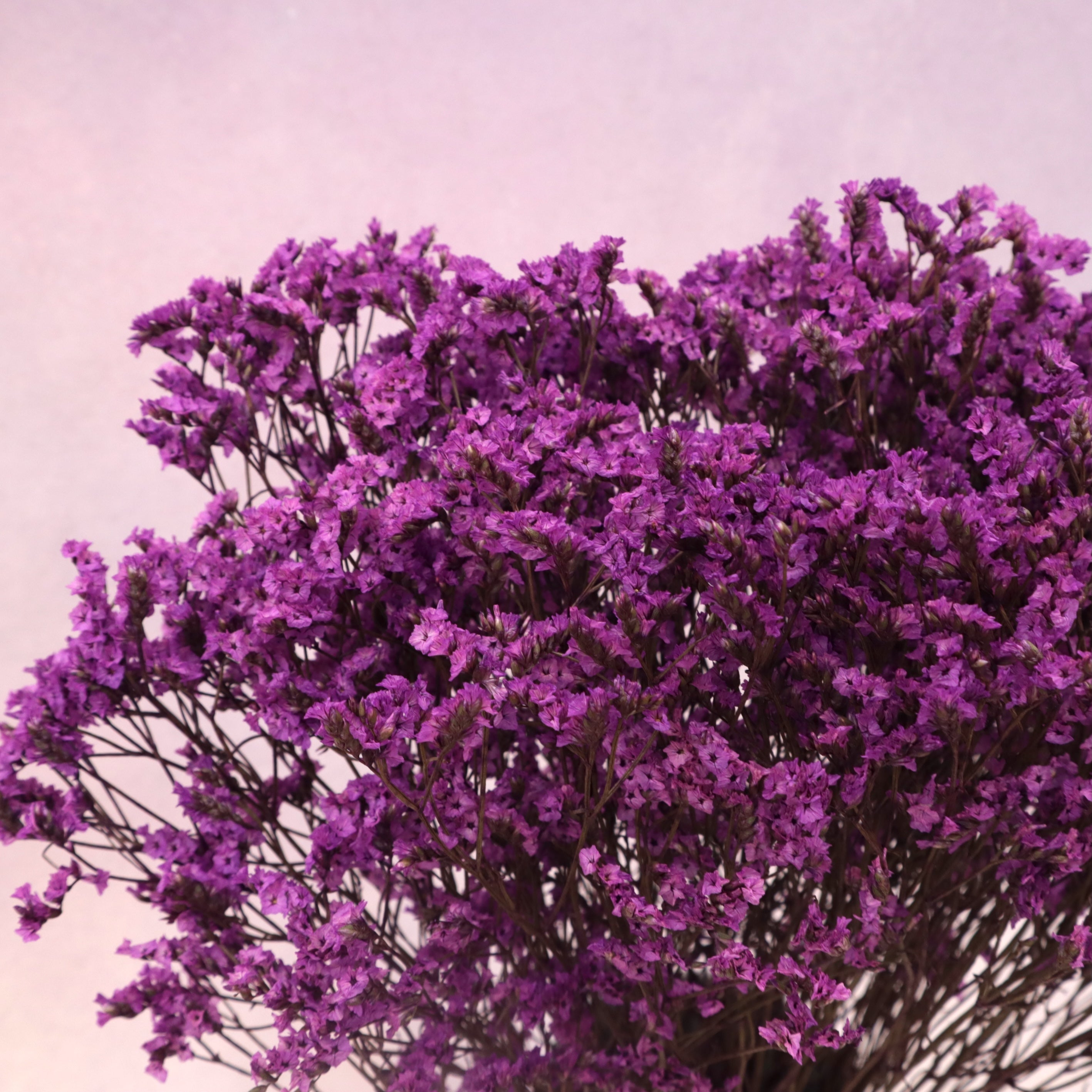 Statice Limonium Sinuatum Violet