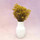 Statice Limonium Sinuatum Mustard Yellow