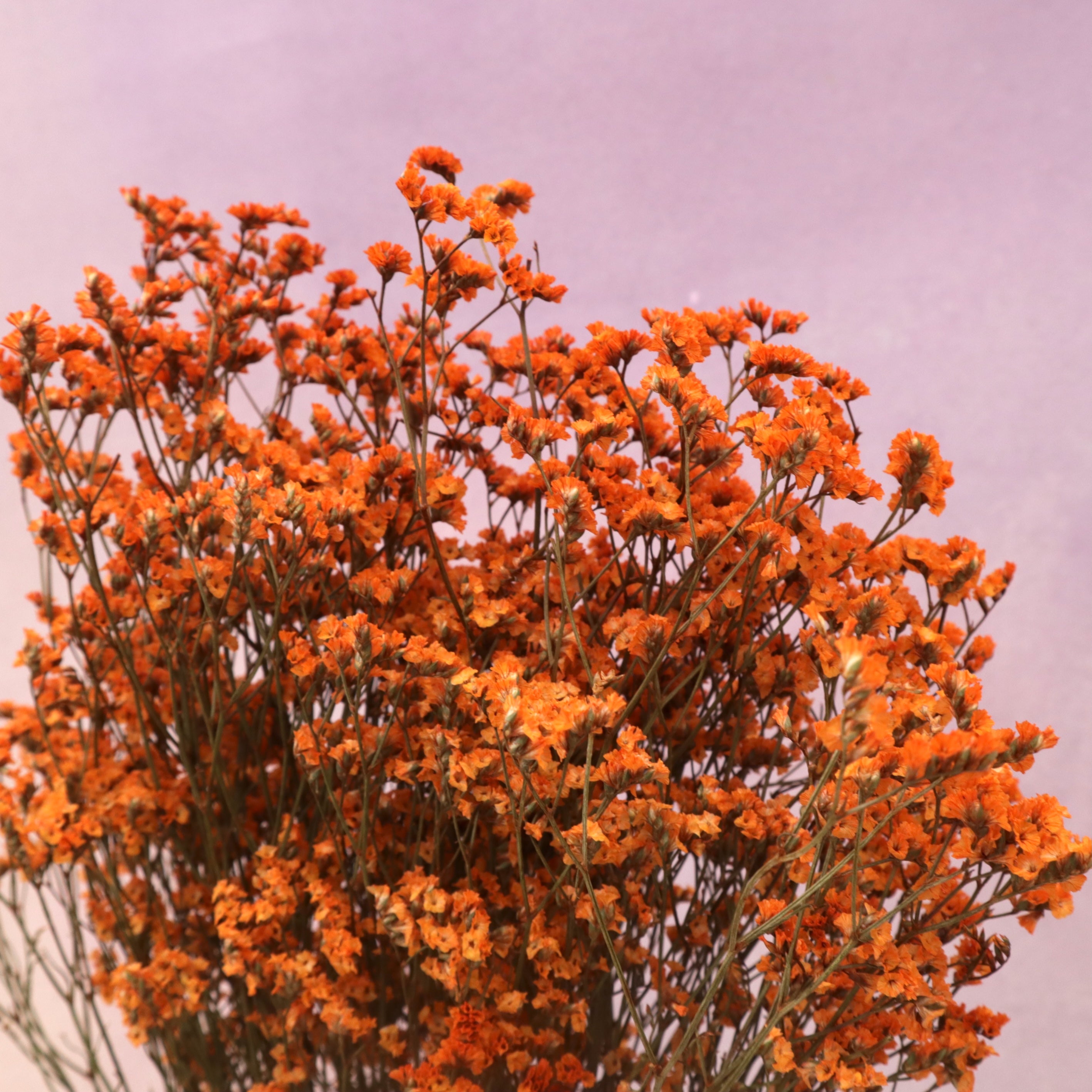 Statice Limonium Sinuatum Orange