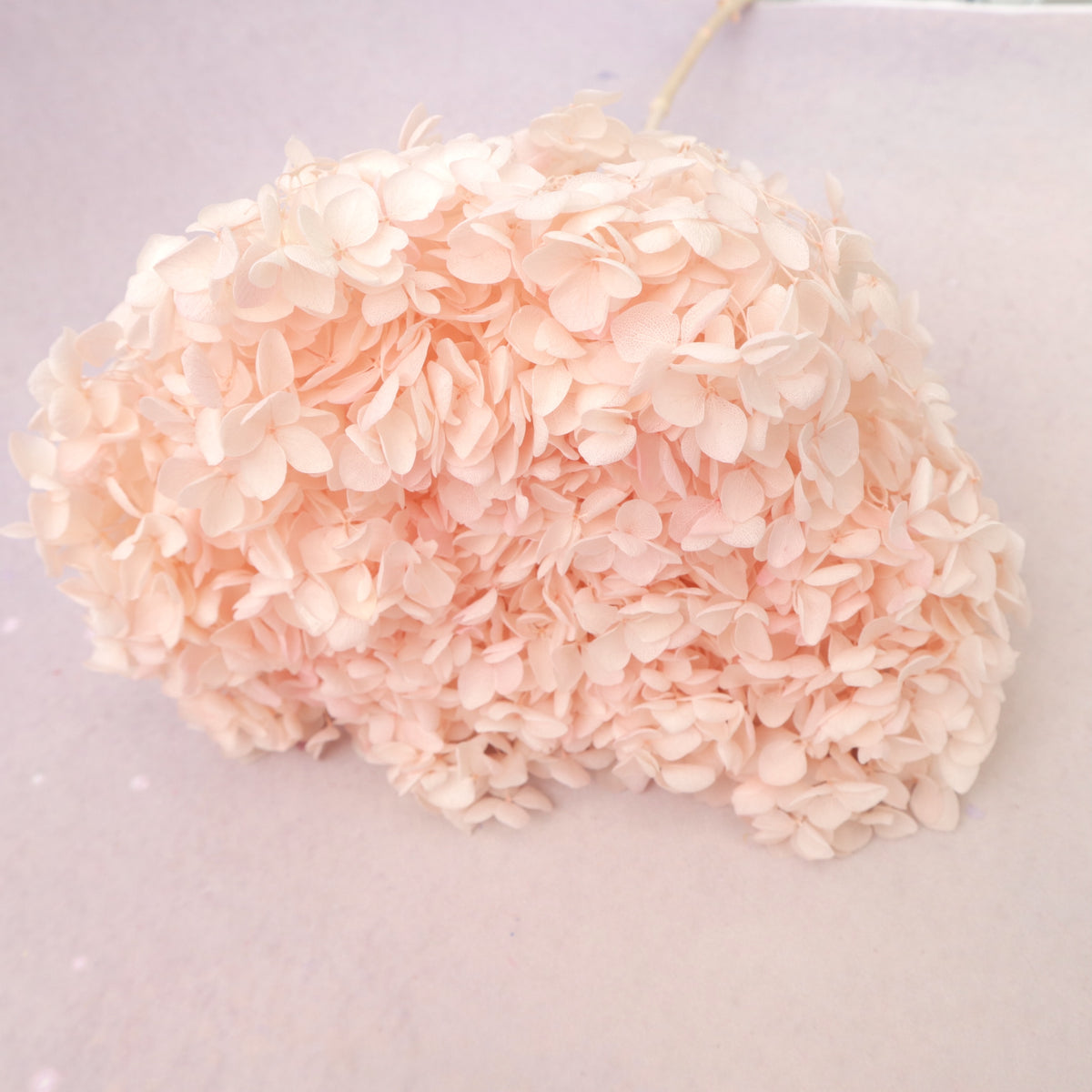 Annabelle Hydrangea Pastel Peach