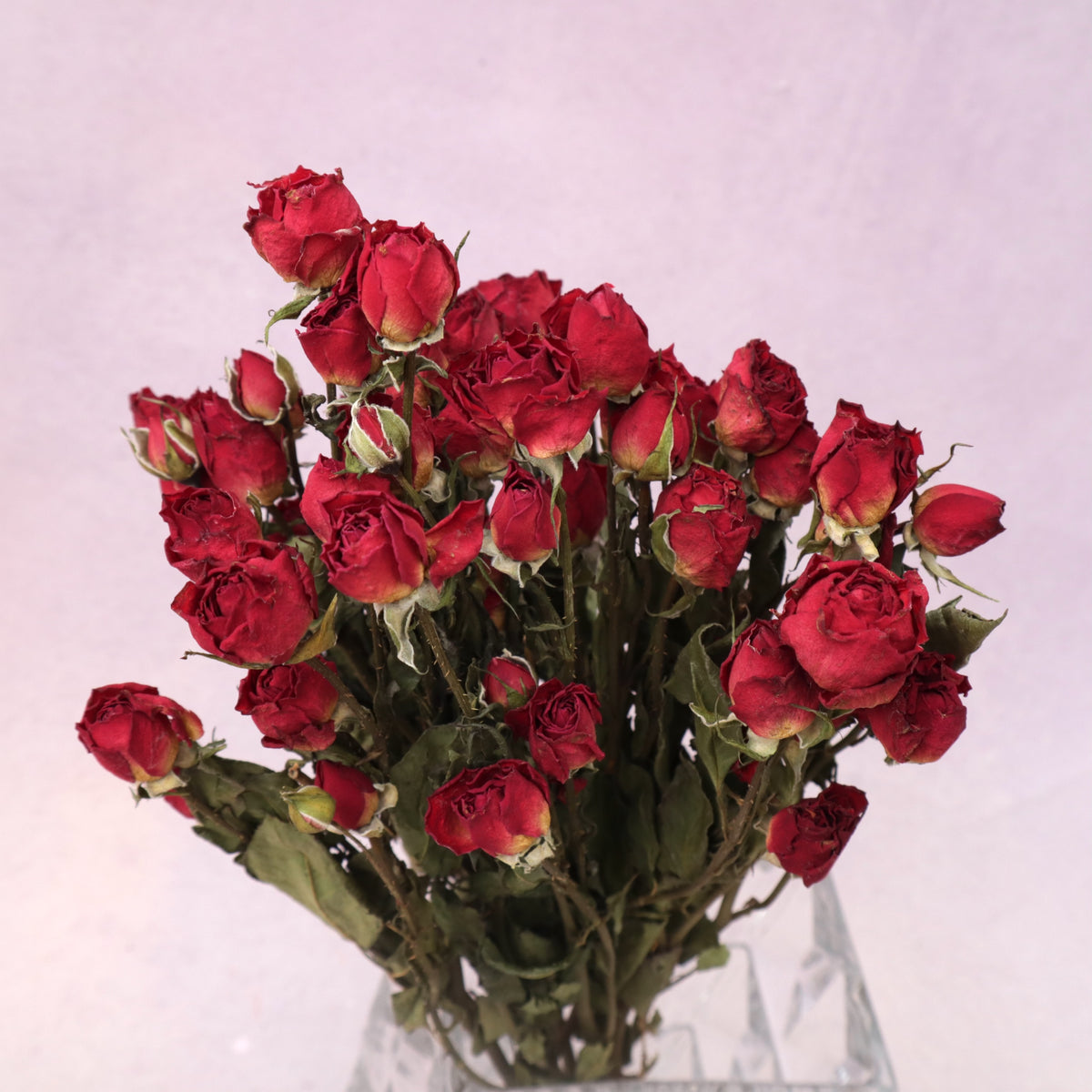 Dried Rose Red (multiple heads)