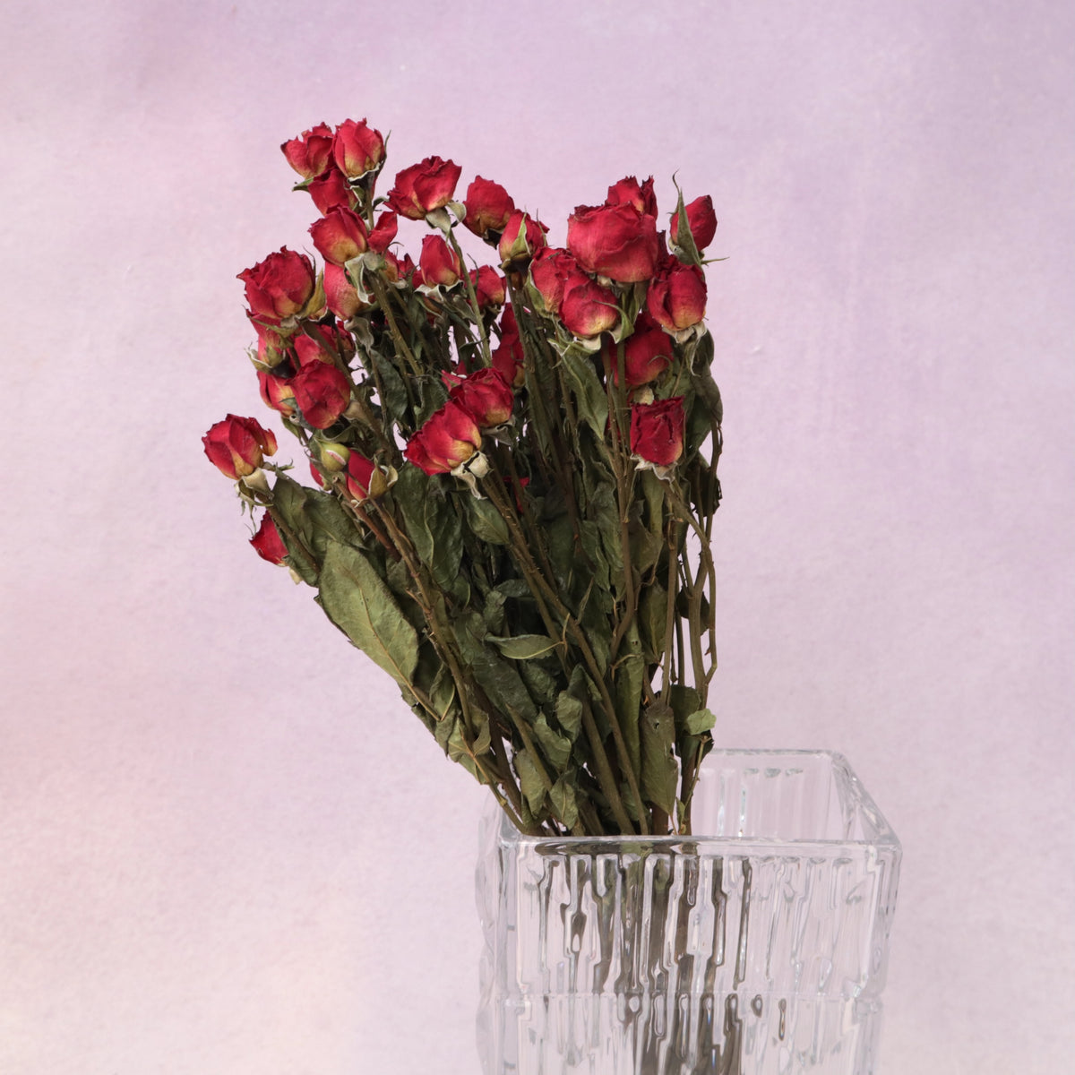 Dried Rose Red (multiple heads)