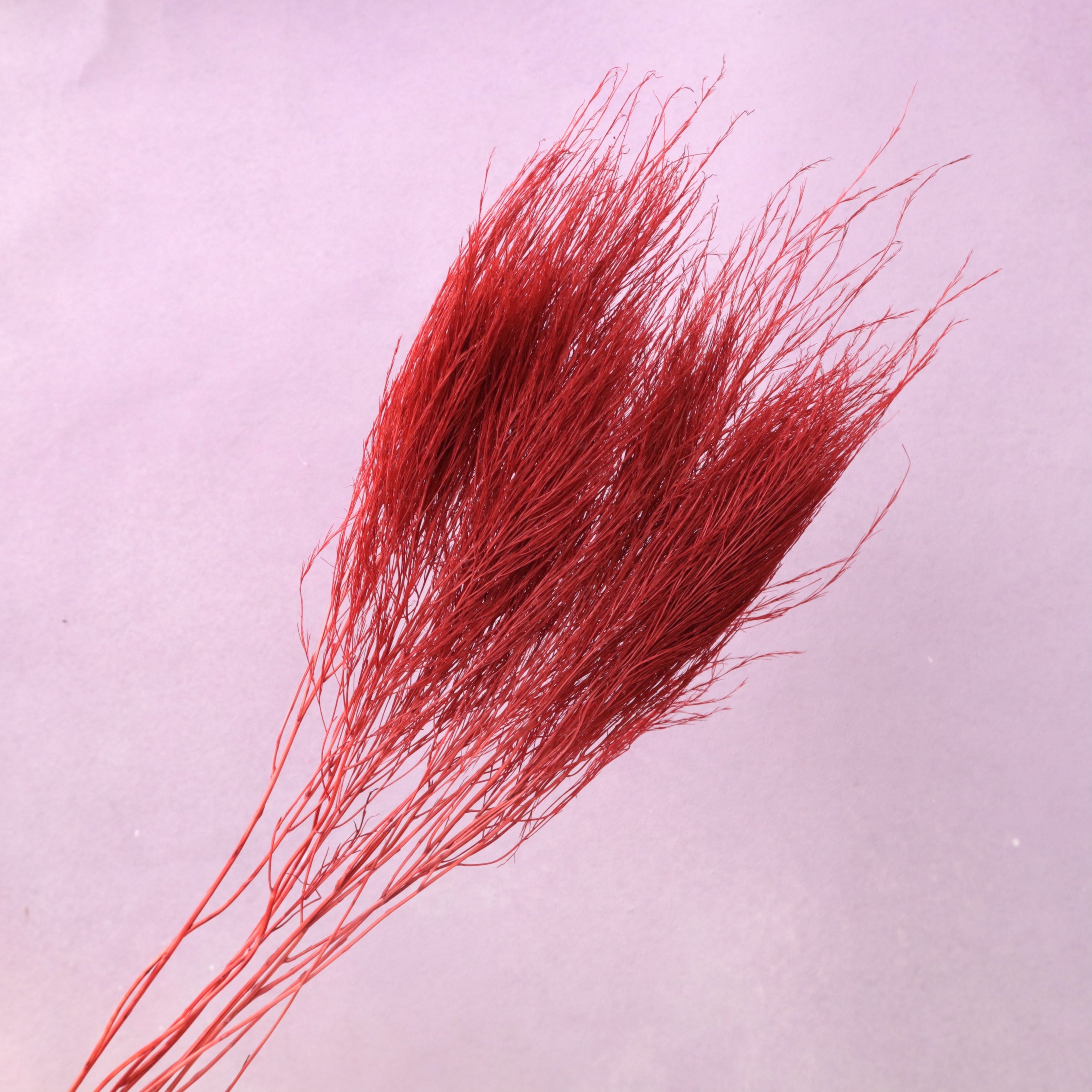 Tiki Fern Dark Red