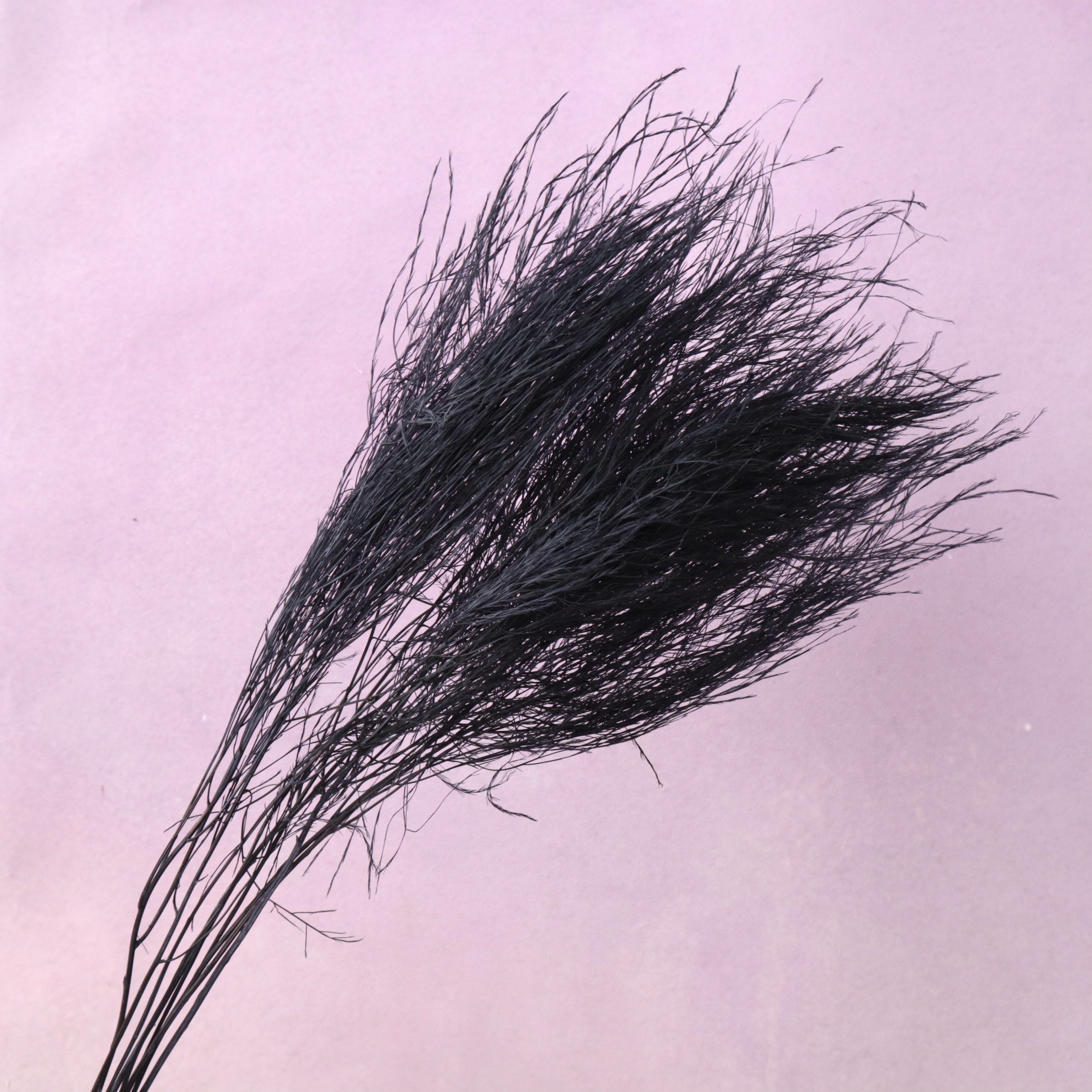 Tiki Fern Black