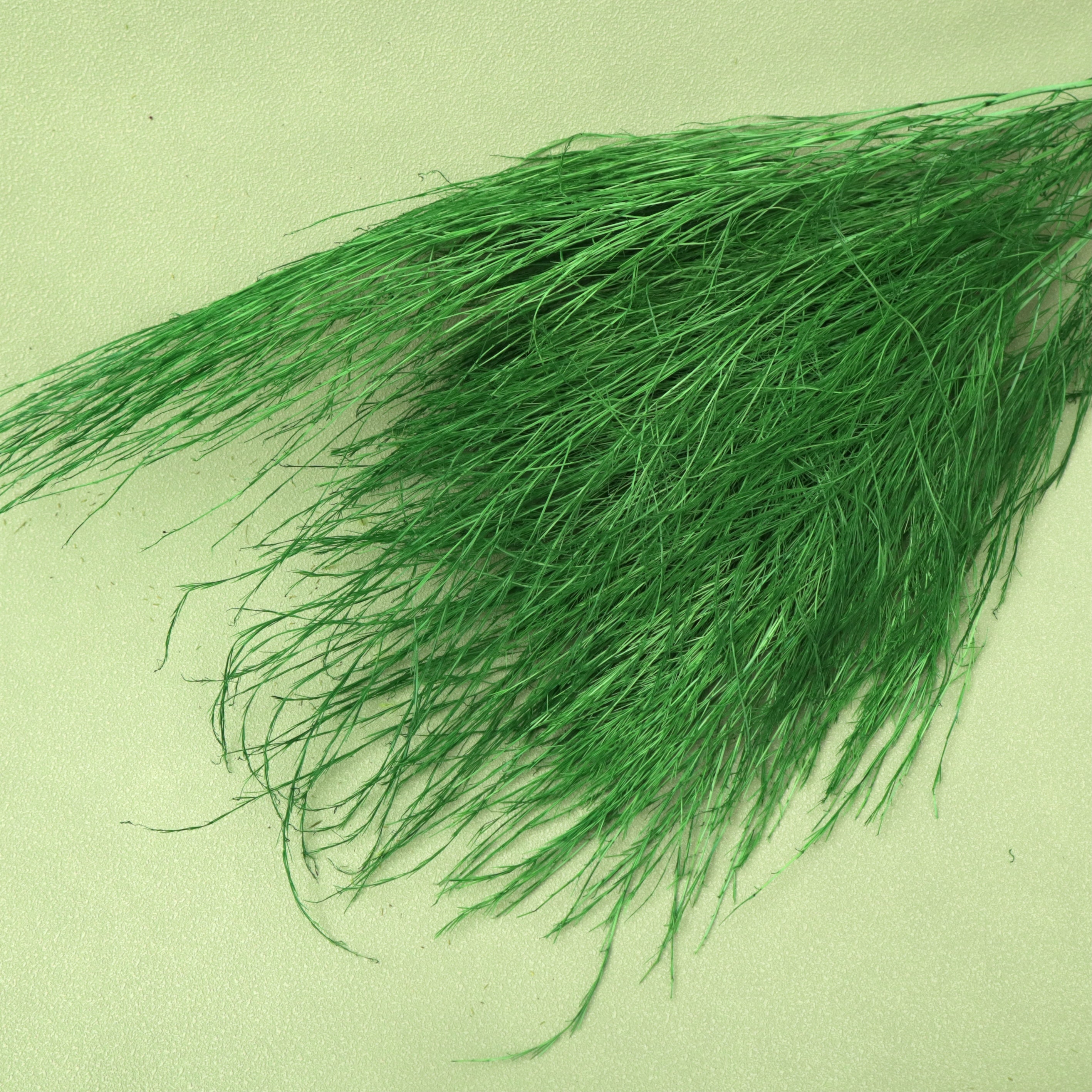 Tiki Fern Green