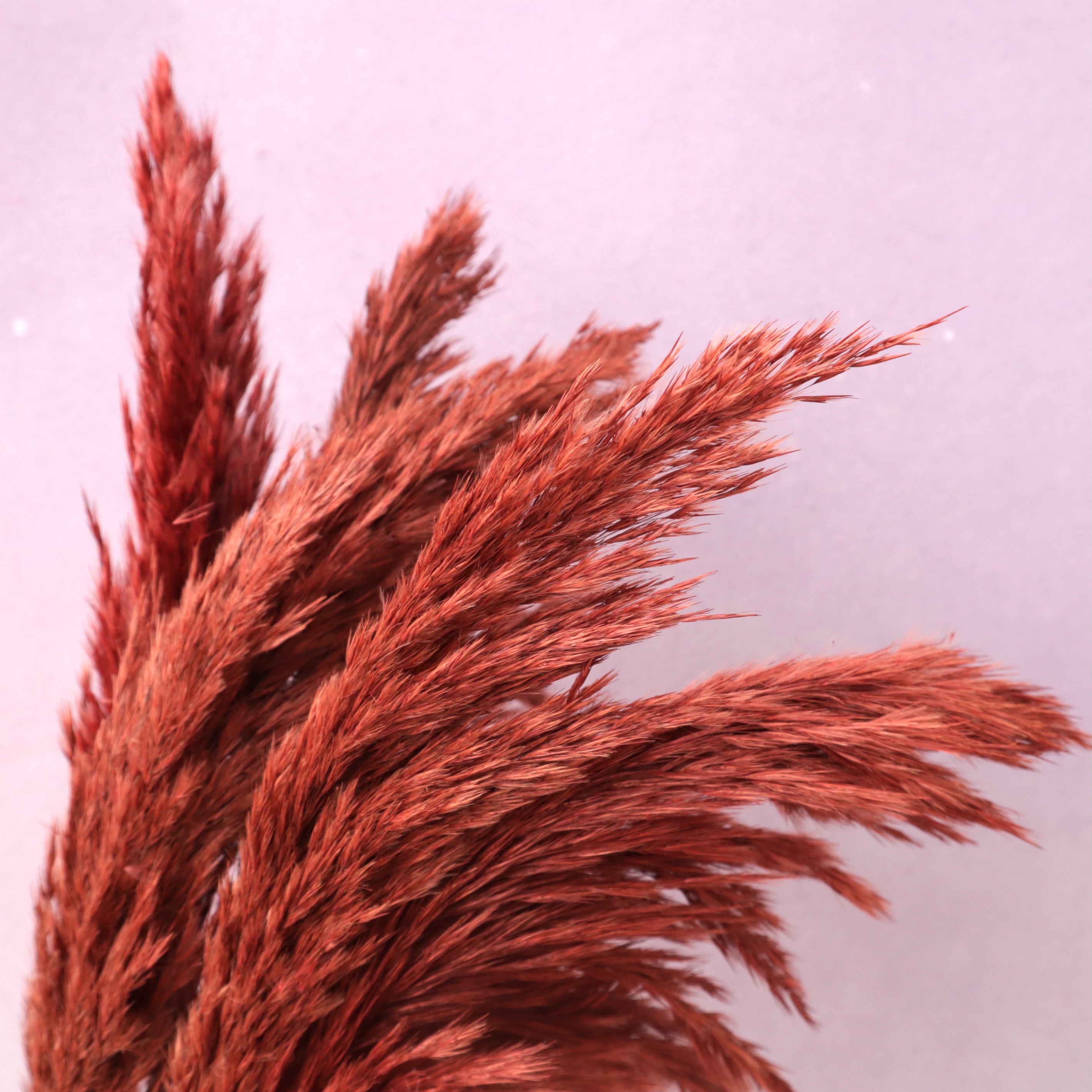 Giant Reeds Grass Red