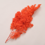 Ming Fern Electric Orange