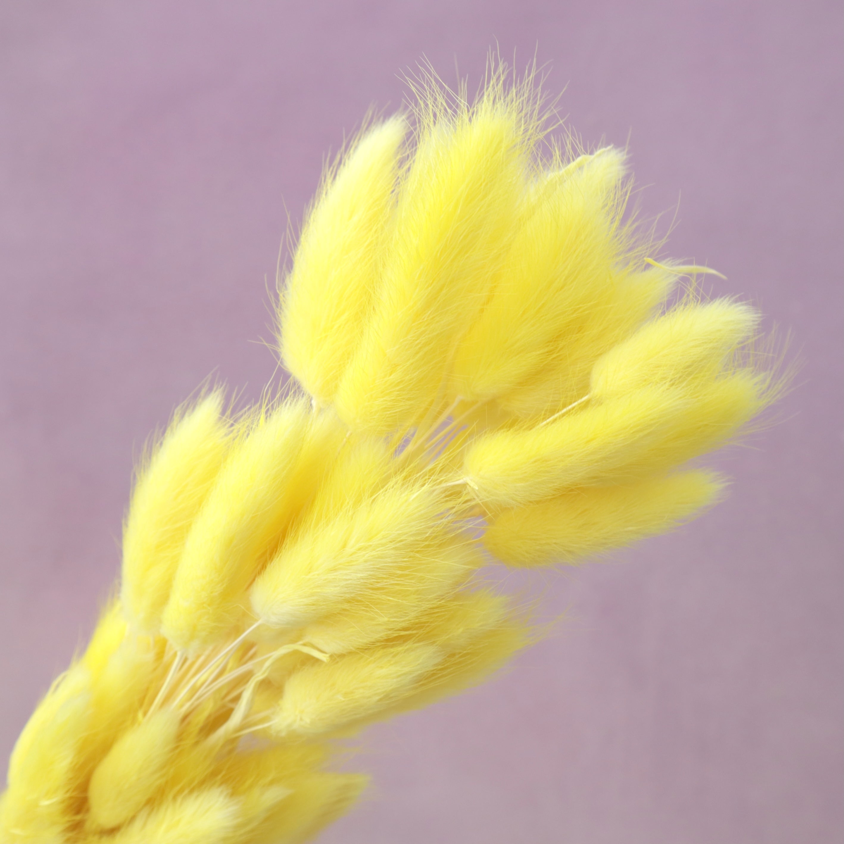 Bunny Tails Yellow