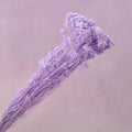 Rice Flower Bright Mauve