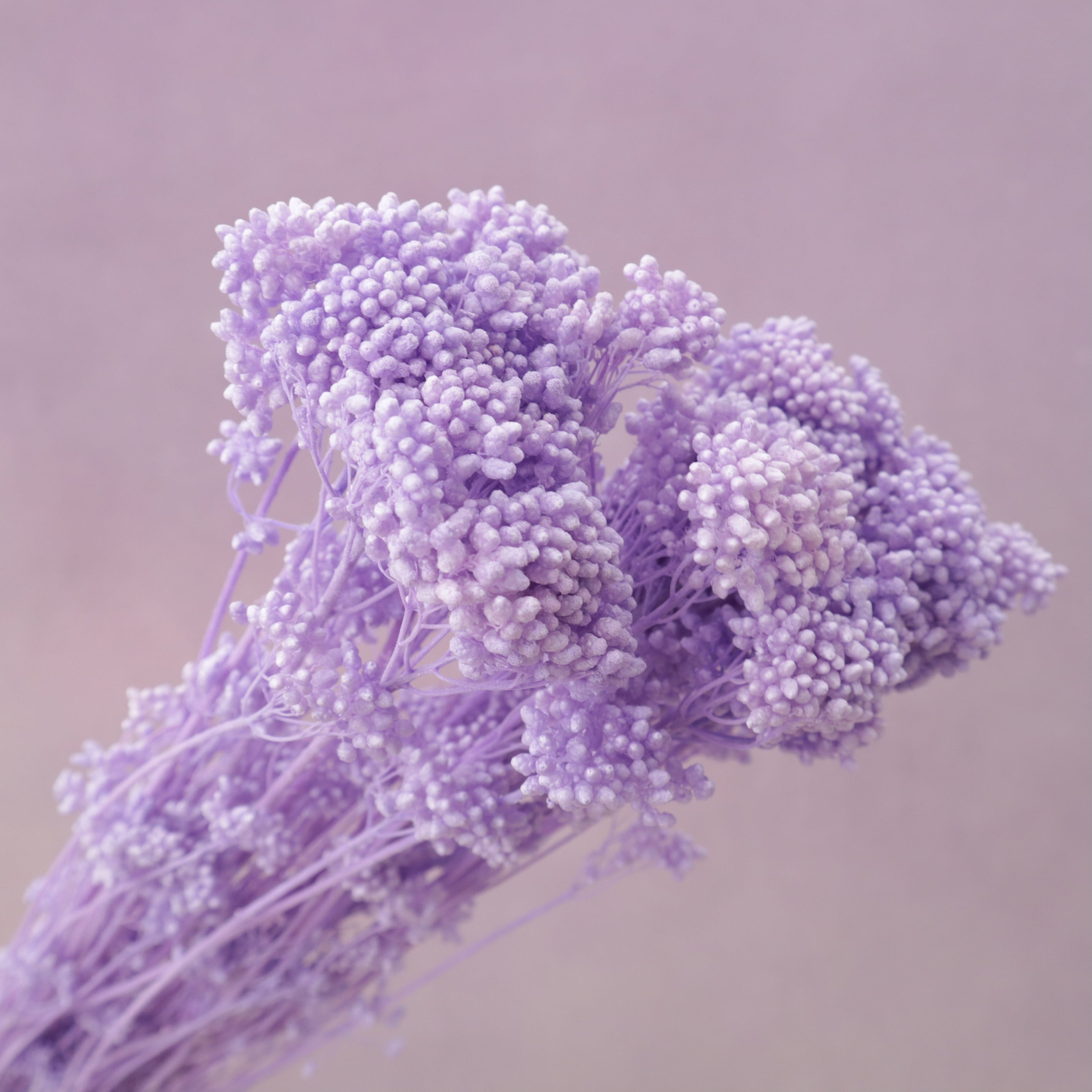 Rice Flower Bright Mauve