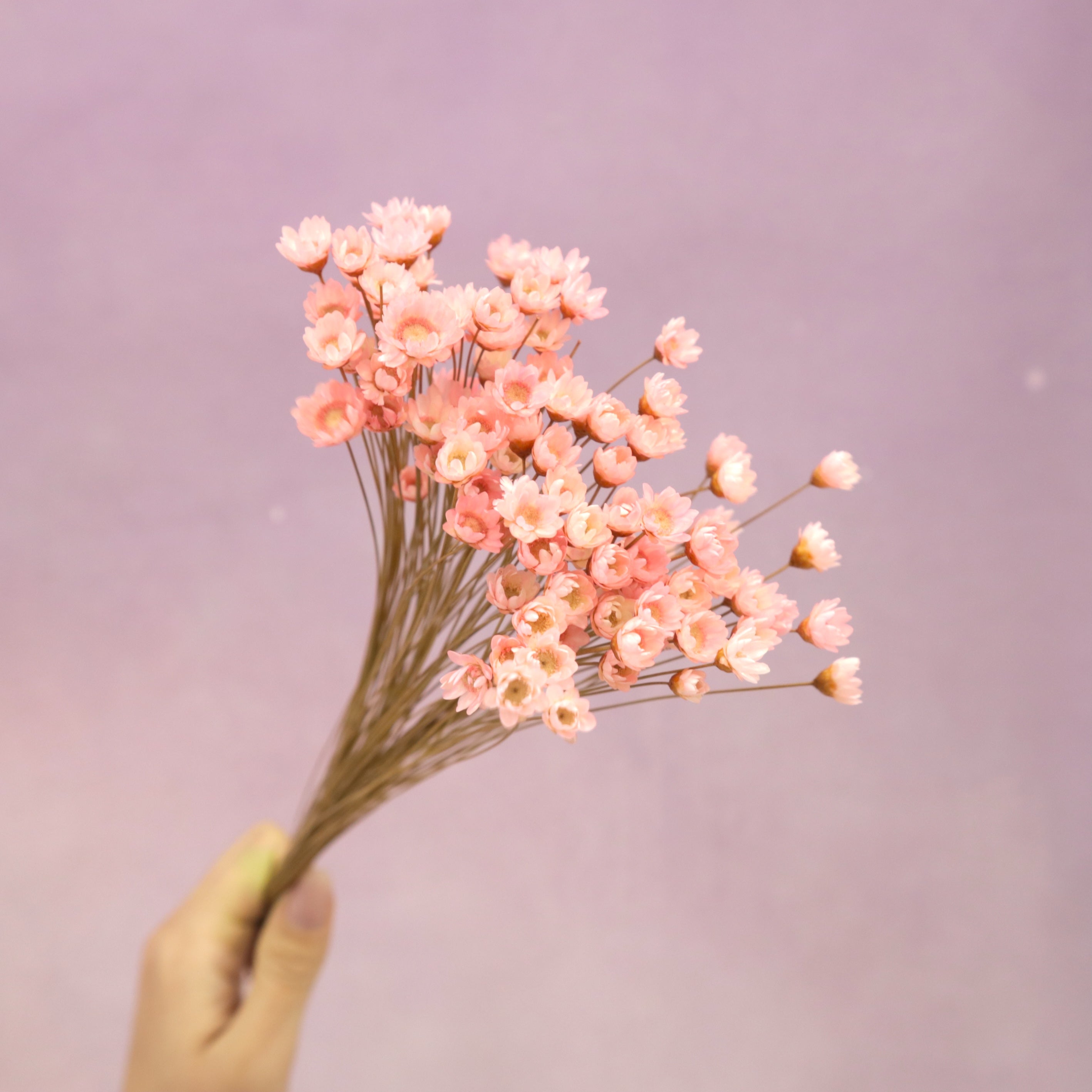 Star Flower Bright Pink