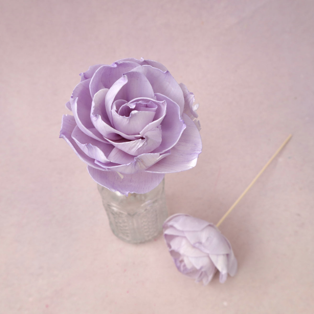 Rosa Chinensis Purple