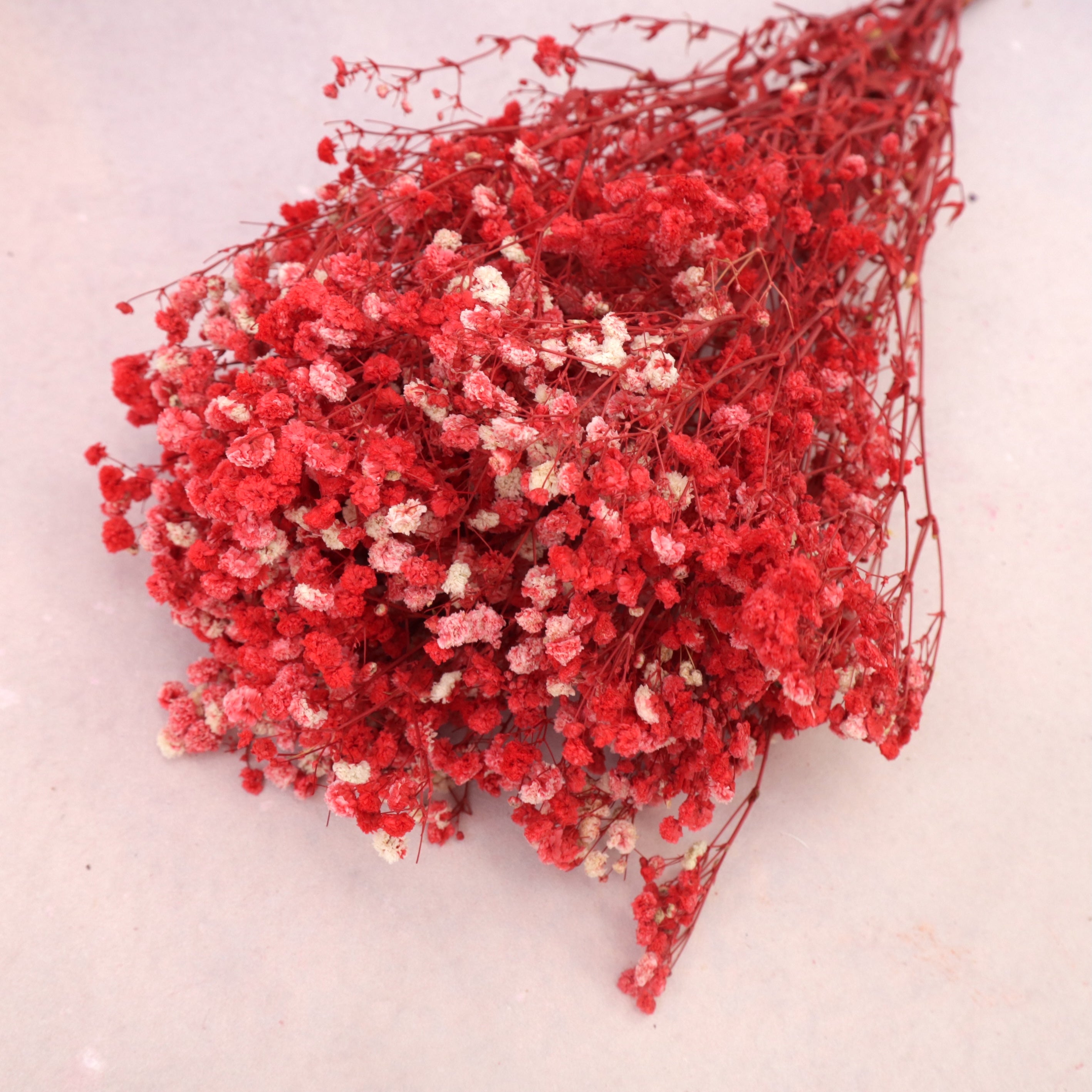 Baby's Breath Red