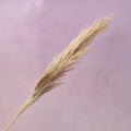Male Pampas Grass Natural