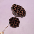 Lotus Pod Large Natural