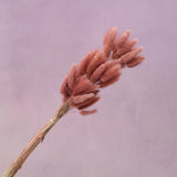 Bunny Tails Rosewood