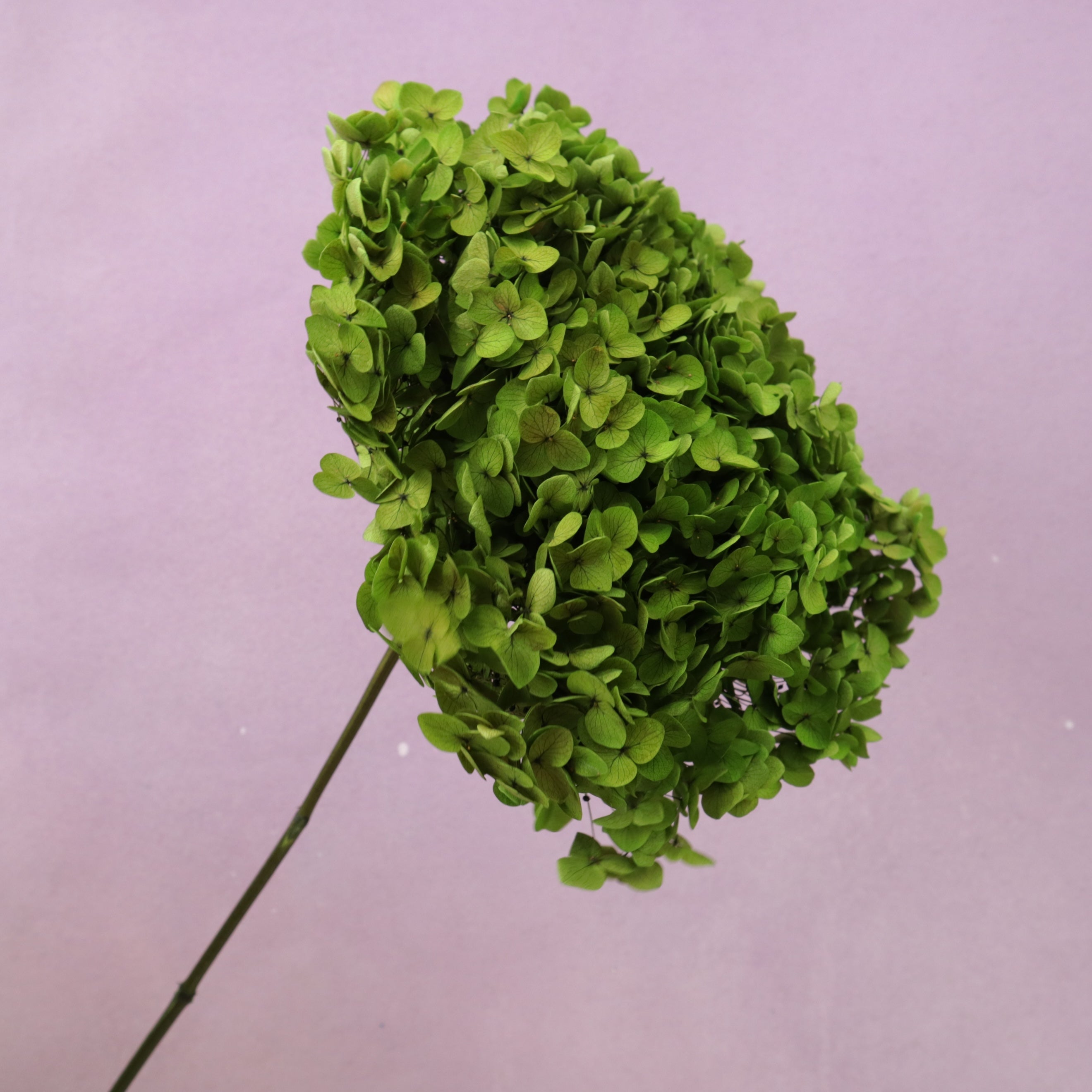 Annabelle Hydrangea Green