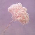 Annabelle Hydrangea Baby Pink