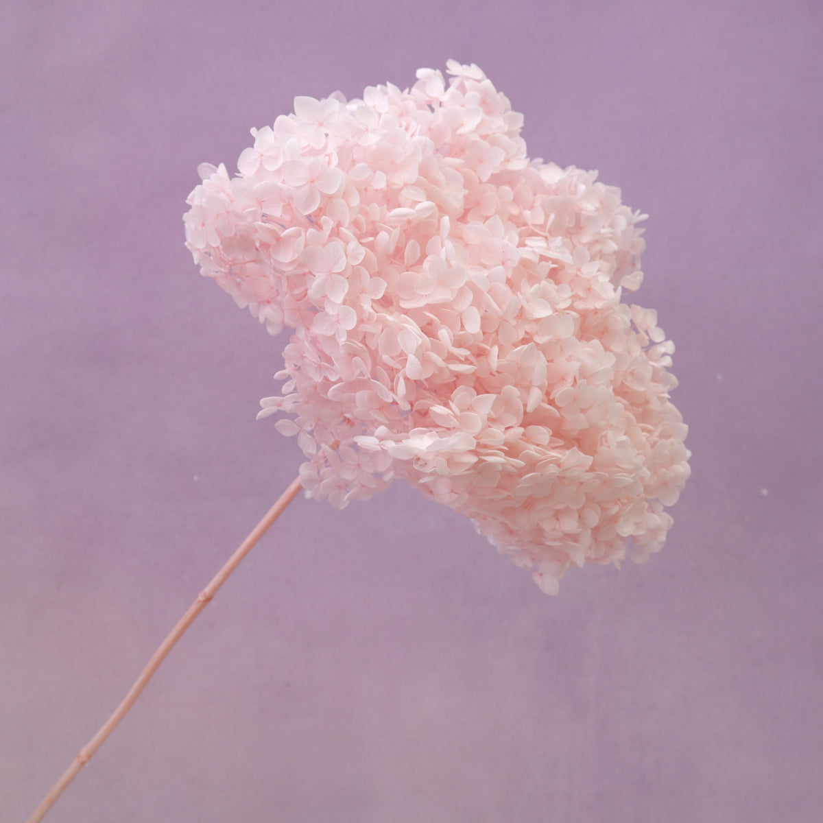 Annabelle Hydrangea Baby Pink