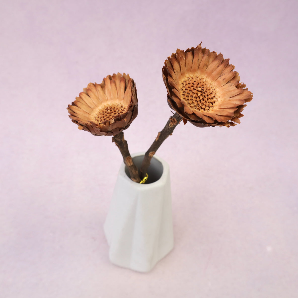 Quasi Sunflower Natural
