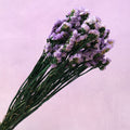 Statice Purple