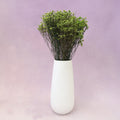Statice Limonium Sinuatum Lime Green