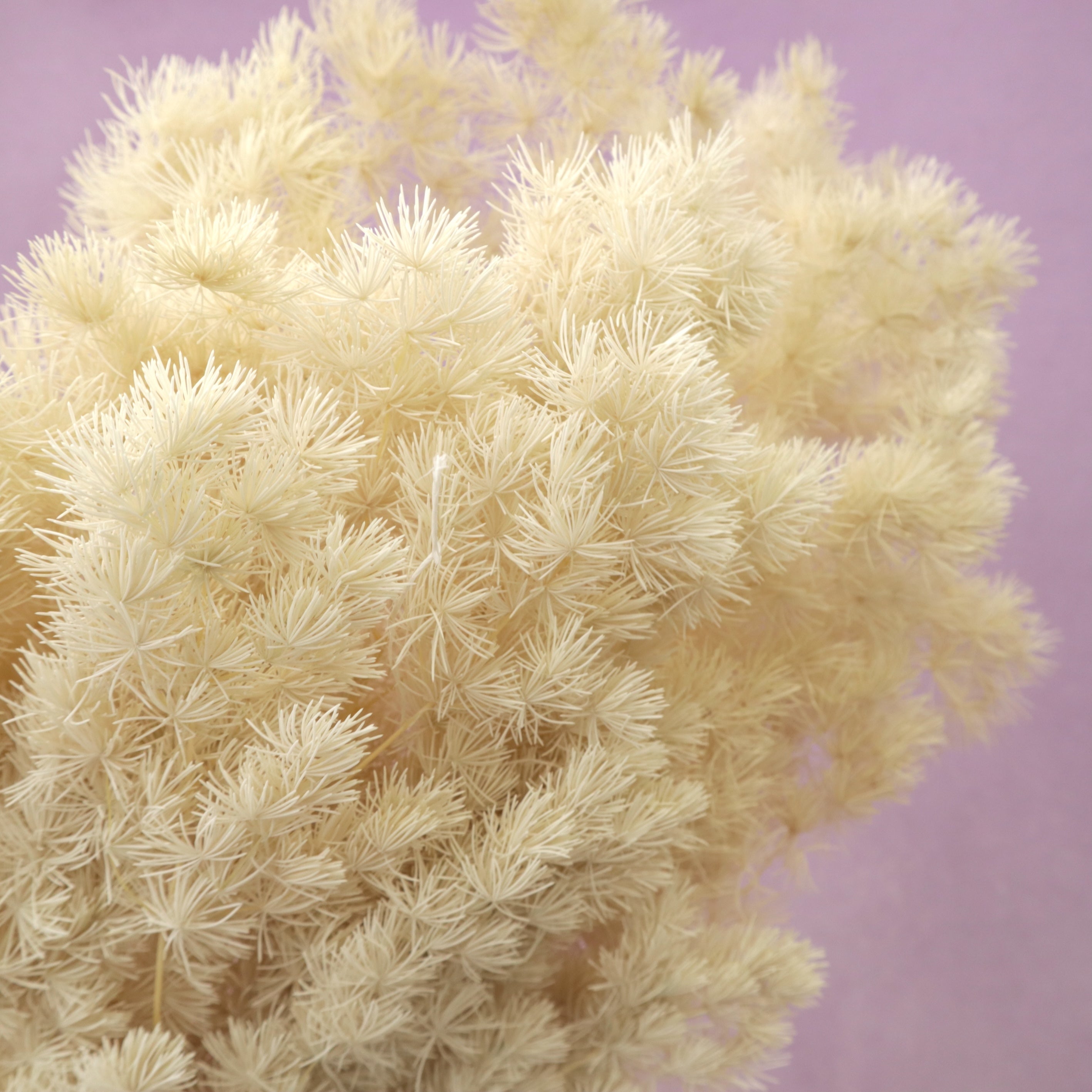 Ming Fern Beige