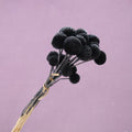 Billy Button Black