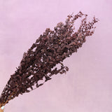Small Leaf Gum Red
