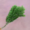 Ming Fern Pine Green