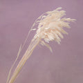 Sea Oats Pastel Pink