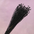 Hypericum Berries Black