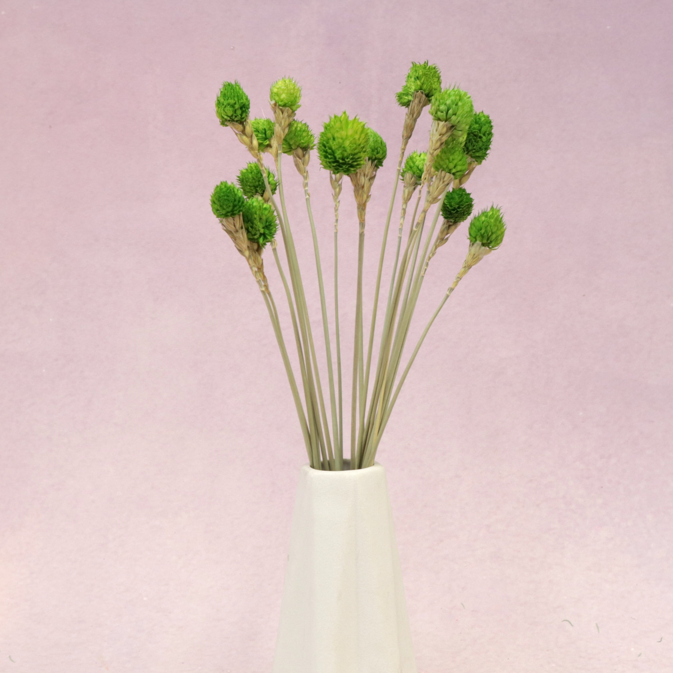 Globe Amaranth Green