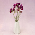 Globe Amaranth Magenta