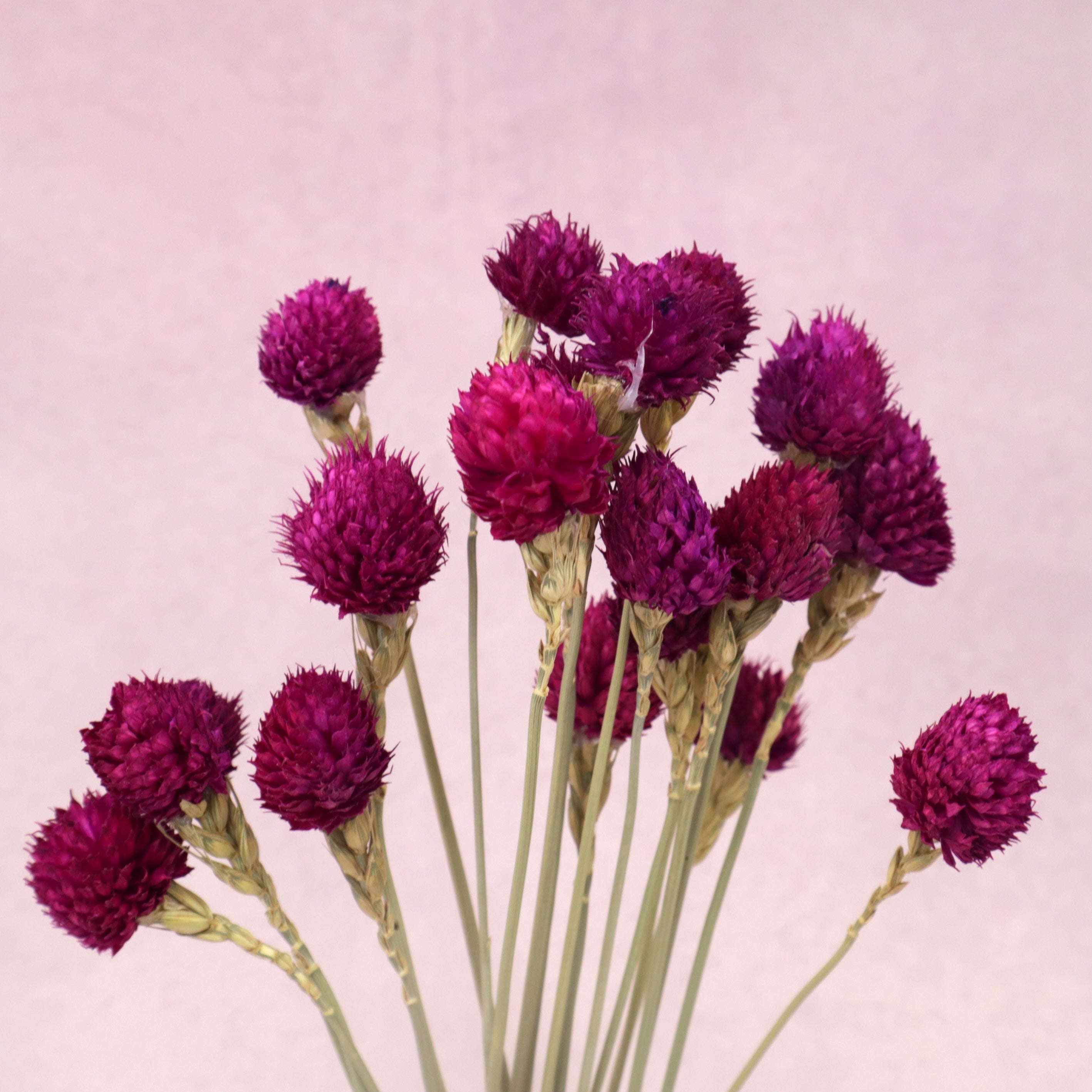 Globe Amaranth Magenta