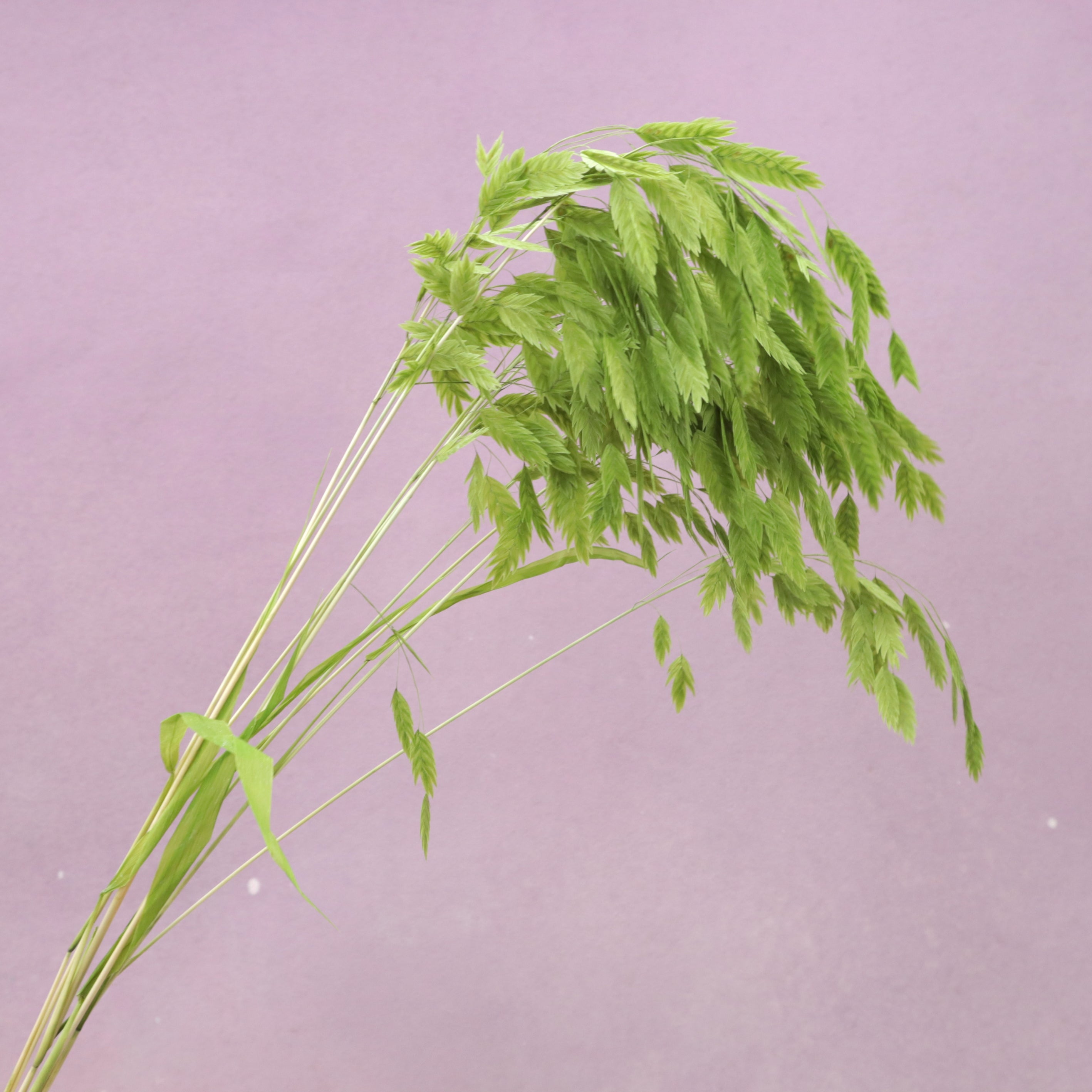 Sea Oats Grass Green