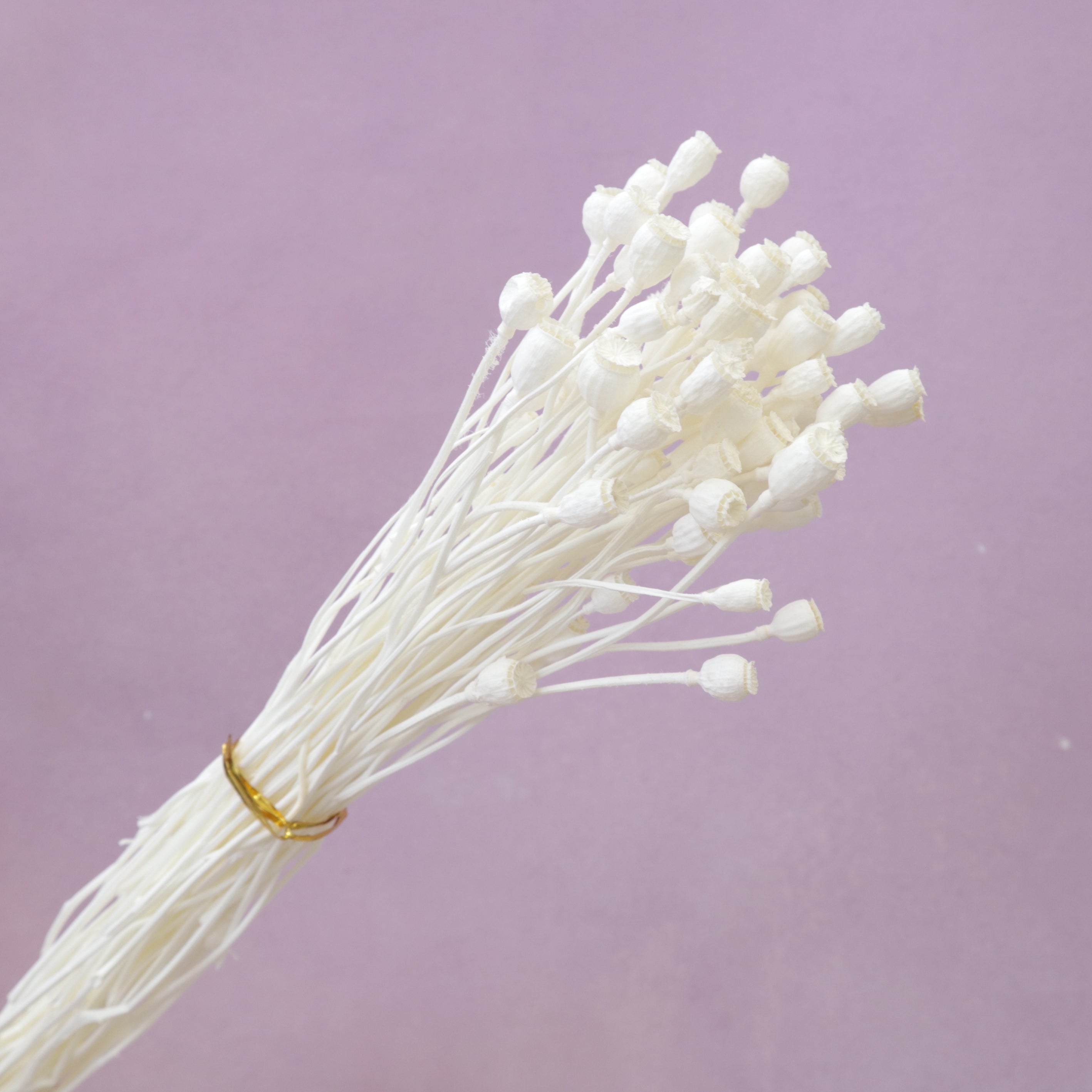 Mini Poppy Pods White