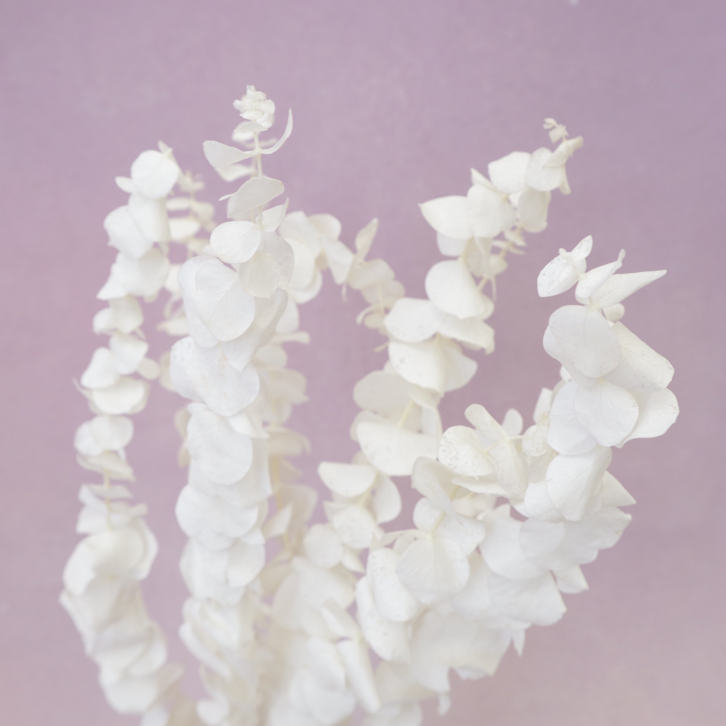 Dollar Gum White