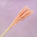 Dried Oat Light Pink