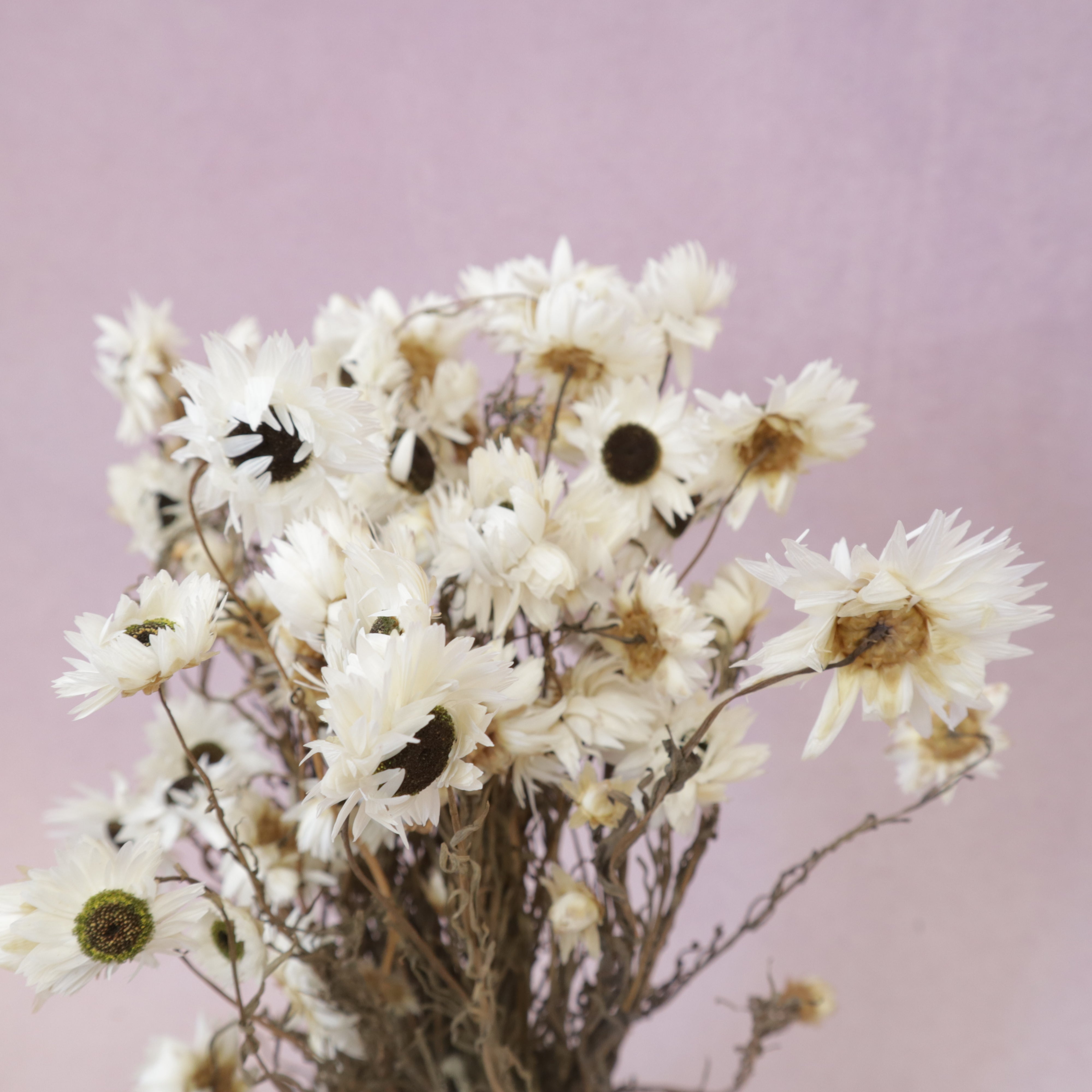 Daisy White Large